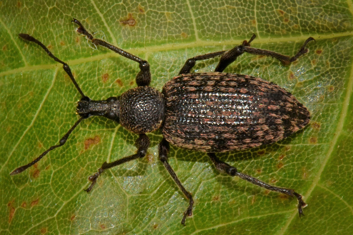 Curculionidae: Otiorhynchus perdix?